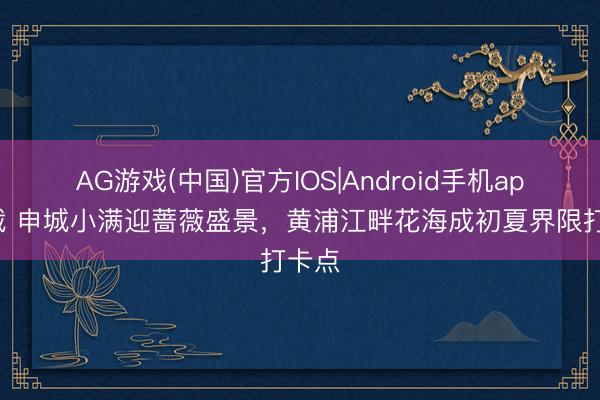 AG游戏(中国)官方IOS|Android手机app下载 申城小满迎蔷薇盛景，黄浦江畔花海成初夏界限打卡点